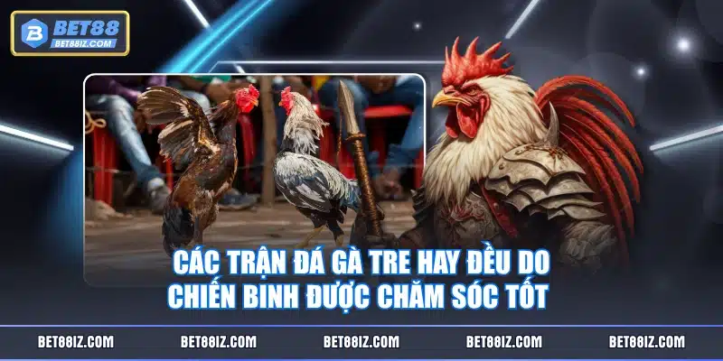 Các trận đá gà tre hay đều do chiến binh được chăm sóc tốt