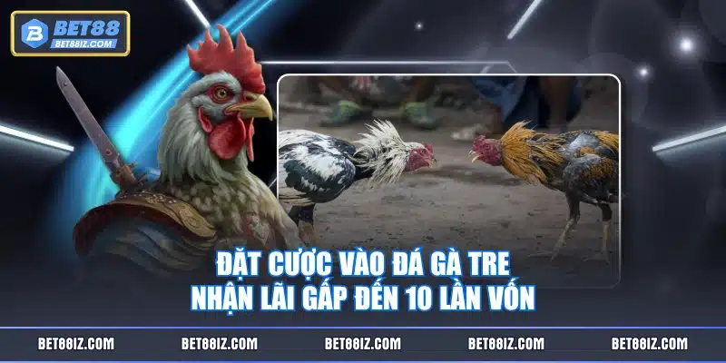 Đặt cược vào đá gà tre nhận lãi gấp đến 10 lần vốn